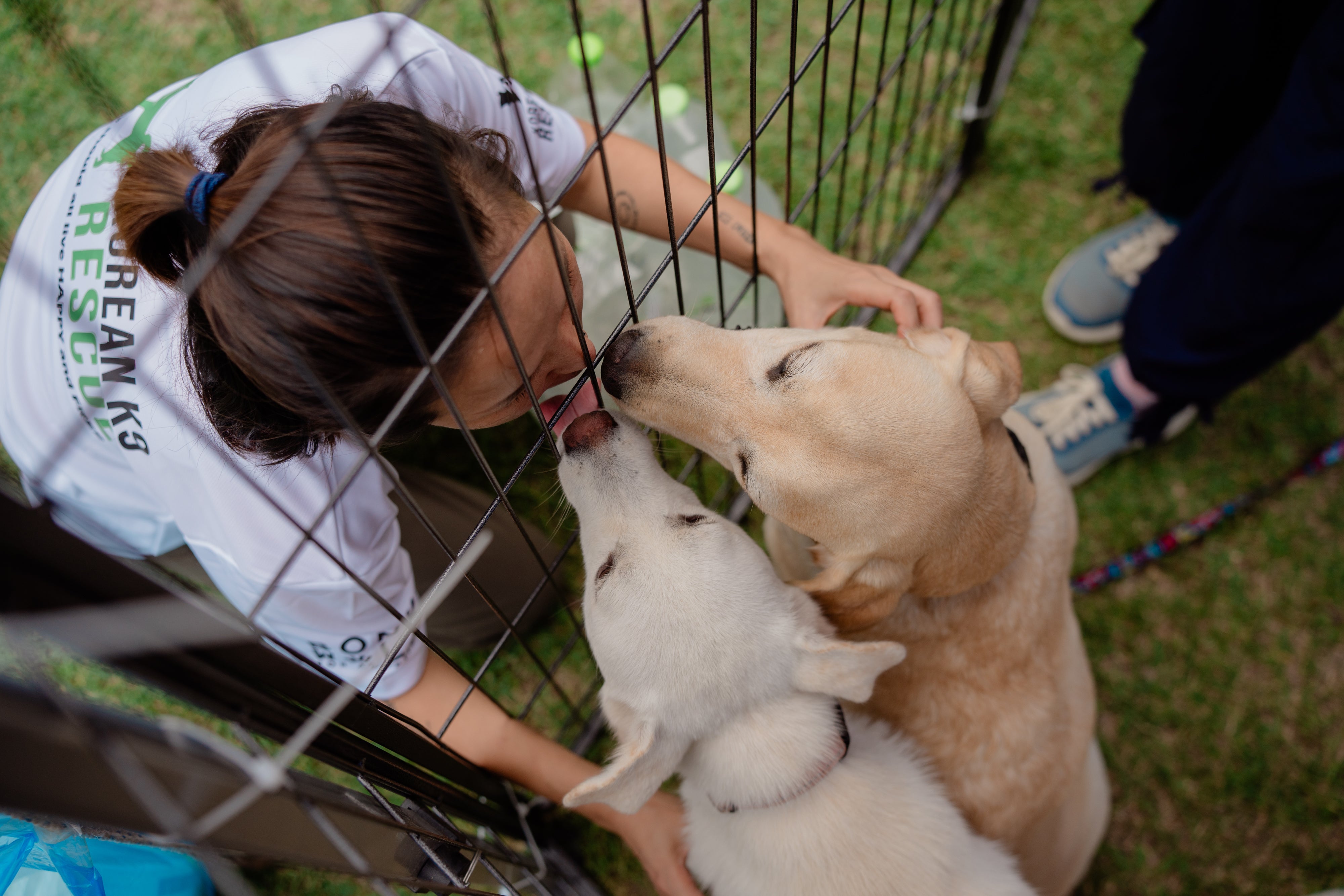 Korean K9 Rescue, Donate to KK9R korean k9 rescue, wolflike supports nonprofits, how to help korean k9 rescue end dog meat trade and puppymills